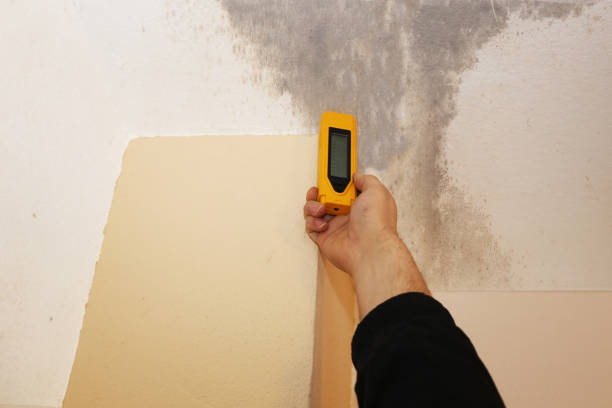 Best Emergency Mold Remediation  in Holiday, FL