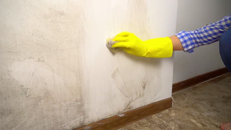 Best Mold Damage Restoration  in Holiday, FL