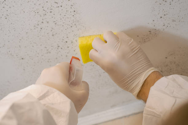 Best Mold Prevention Services  in Holiday, FL