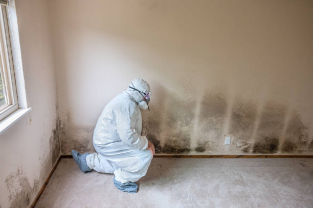 Best Real Estate Mold Inspection  in Holiday, FL