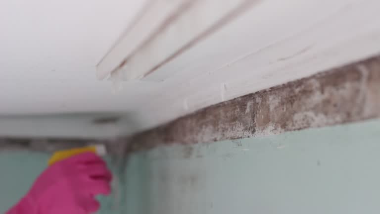 Best Mold Remediation for Rental Properties  in Holiday, FL